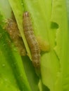 Fall armyworm on corn in Viet Nam.